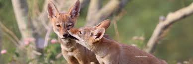 Image result for Hartlepool Coyotes