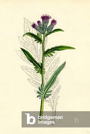 Attēlu rezultāti vaicājumam “Serratula tinctoria flower”