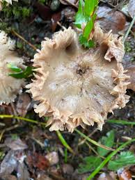 Attēlu rezultāti vaicājumam “Protostropharia alcis”