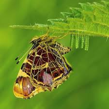 Attēlu rezultāti vaicājumam “Coenonympha arcania underside”