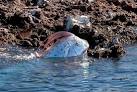 The beautiful nature » The king of herrings, Regalecus glesne