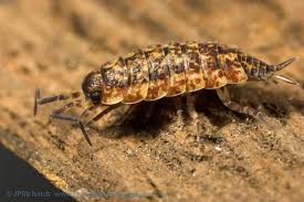 Attēlu rezultāti vaicājumam “Ligidium hypnorum”