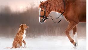 Afbeeldingsresultaat voor paarden