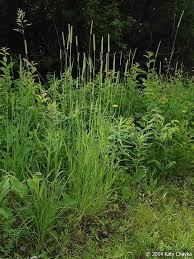 Attēlu rezultāti vaicājumam “Phleum pratense”