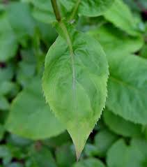 Attēlu rezultāti vaicājumam “Solidago canadensis leaf”