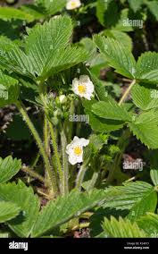 Attēlu rezultāti vaicājumam “Fragaria viridis flower”