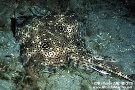 Image result for Raja polystigma