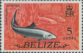 Image result for Albula vulpes