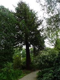 Image result for Arboretum Trompenburg