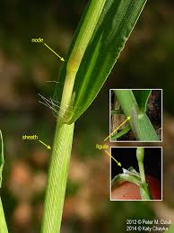 Attēlu rezultāti vaicājumam “Digitaria ischaemum”