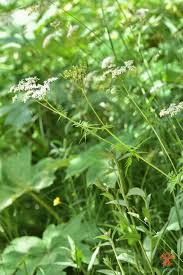 Image result for Chaerophyllum aureum