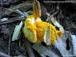 Attēlu rezultāti vaicājumam “Hypomyces chrysospermus”