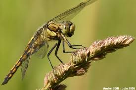 Attēlu rezultāti vaicājumam “Orthetrum cancellatum”