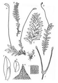 Attēlu rezultāti vaicājumam “Fissidens bryoides sporophyte”