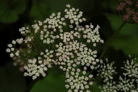 Attēlu rezultāti vaicājumam “Selinum carvifolia fruit”