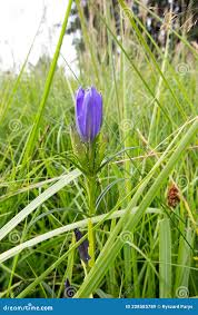 Attēlu rezultāti vaicājumam “Gentiana pneumonanthe leaf”