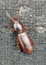 Attēlu rezultāti vaicājumam “Clivina fossor”