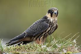 Attēlu rezultāti vaicājumam “Falco subbuteo adult”