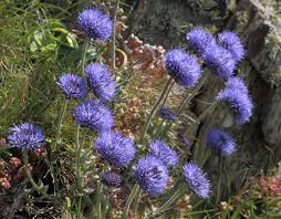 Attēlu rezultāti vaicājumam “Jasione montana flower”