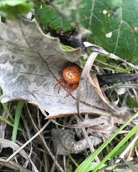 Attēlu rezultāti vaicājumam “Araneus marmoreus”