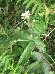 Attēlu rezultāti vaicājumam “Rubus plicatus leaf”