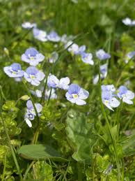 Attēlu rezultāti vaicājumam “Veronica filiformis flower”