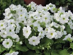 Image result for Primula obconica