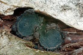 Attēlu rezultāti vaicājumam “Biscogniauxia repanda”