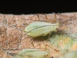 Attēlu rezultāti vaicājumam “Macrosiphoniella absinthii”