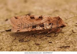 Attēlu rezultāti vaicājumam “Xestia triangulum”