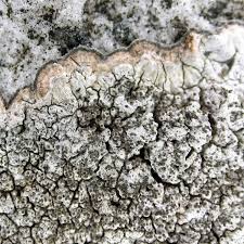 Attēlu rezultāti vaicājumam “Pertusaria coccodes”