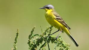 Attēlu rezultāti vaicājumam “Motacilla flava flava”