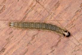 Attēlu rezultāti vaicājumam “Lozotaenia forsterana”