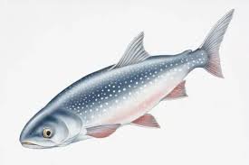 Image result for Salvelinus alpinus