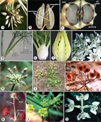 Attēlu rezultāti vaicājumam “Chaerophyllum aromaticum fruit”