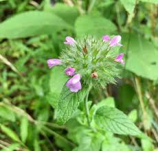Attēlu rezultāti vaicājumam “Clinopodium vulgare leaf”
