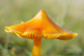 Attēlu rezultāti vaicājumam “Hygrocybe acutoconica”