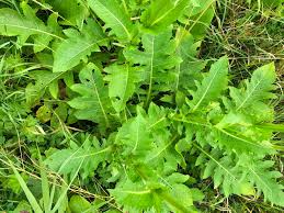Attēlu rezultāti vaicājumam “Cirsium oleraceum leaf”