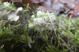 Attēlu rezultāti vaicājumam “Rimbachia neckerae”