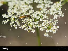 Attēlu rezultāti vaicājumam “Chrysanthia geniculata”