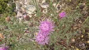 Attēlu rezultāti vaicājumam “Centaurea stoebe”