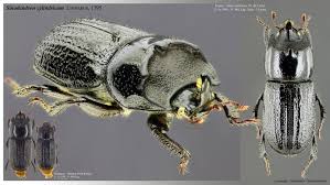 Attēlu rezultāti vaicājumam “Sinodendron cylindricum male”