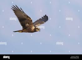 Attēlu rezultāti vaicājumam “Circus aeruginosus adult”