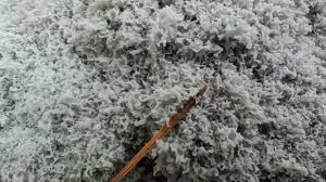 Attēlu rezultāti vaicājumam “Didymium spongiosum plasmodium”