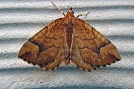 Attēlu rezultāti vaicājumam “Eulithis mellinata”