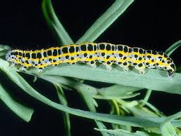 Attēlu rezultāti vaicājumam “Calophasia lunula larva”