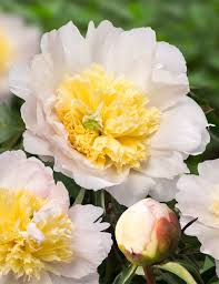 Attēlu rezultāti vaicājumam “Paeonia lactiflora flower”