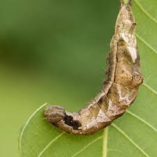 Attēlu rezultāti vaicājumam “Badhamia bethelii macro”