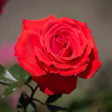 Image result for Red Rose Cc