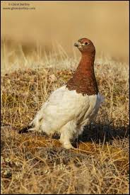 Image result for Lagopus lagopus